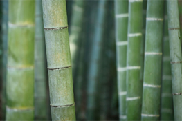 Specie esotiche invasive: il bambù