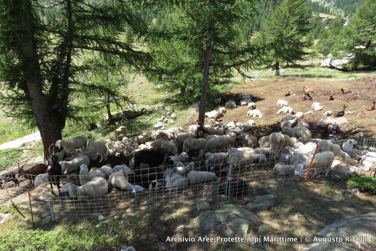 pecore-nel-recinto