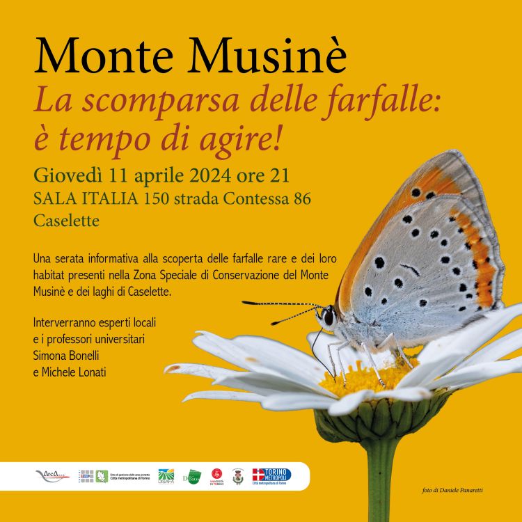 incontro Farfalle Monte Musinè Caselette 11 04 2024 1