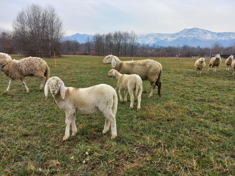 pecore Valli di Lanzo 4