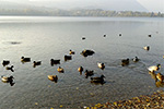 La vita scorre tranquilla sul lago piccolo di Avigliana - foto di Francesco Mancuso