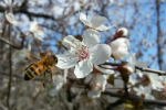 L'ape e il fiore di mirabolano, l'avilha e la flou dou sireizìe de Spanha, Susa - foto di Francesca Bussolotti